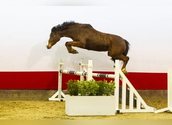 sangre caliente belga, Yegua, 3 años, 142 cm, Castaño