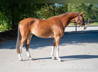 sangre caliente belga, Yegua, 3 años, 156 cm, Castaño