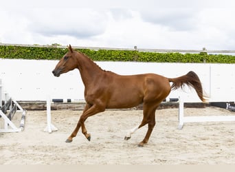 sangre caliente belga, Yegua, 3 años, 158 cm, Alazán