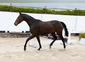 sangre caliente belga, Yegua, 3 años, 158 cm, Castaño oscuro