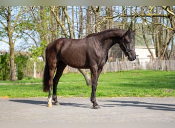 sangre caliente belga, Yegua, 3 años, 160 cm