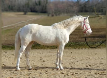 sangre caliente belga, Yegua, 3 años, 160 cm, Cremello