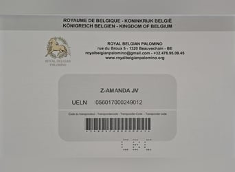 sangre caliente belga, Yegua, 3 años, 160 cm, Cremello