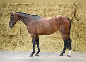 sangre caliente belga, Yegua, 3 años, 162 cm, Castaño