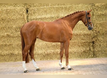 sangre caliente belga, Yegua, 3 años, 165 cm, Alazán