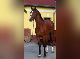 sangre caliente belga, Yegua, 3 años, 170 cm, Castaño