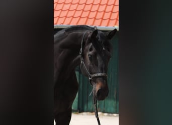 sangre caliente belga, Yegua, 3 años, 171 cm, Castaño oscuro