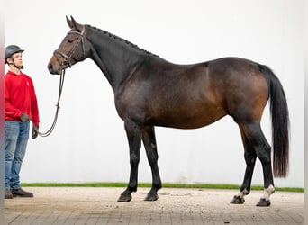 sangre caliente belga, Yegua, 4 años, 163 cm, Castaño