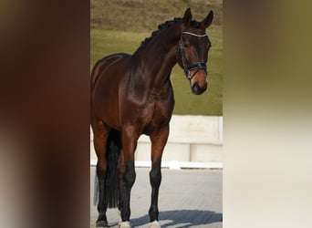 sangre caliente belga, Yegua, 5 años, 174 cm, Castaño