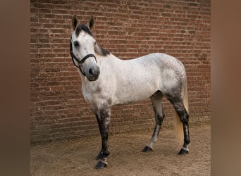 sangre caliente belga, Yegua, 6 años, 163 cm, Tordo
