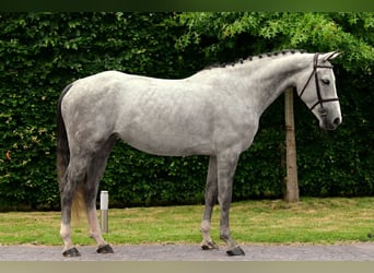 sangre caliente belga, Yegua, 6 años, 164 cm, Tordo