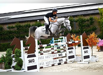 sangre caliente belga, Yegua, 6 años, 164 cm, Tordo