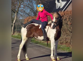 sangre caliente belga, Yegua, 7 años, 162 cm, Pío