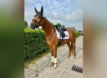 sangre caliente belga, Yegua, 7 años, 165 cm, Alazán