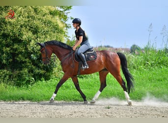 sangre caliente belga, Yegua, 8 años, 163 cm, Castaño