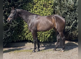 sangre caliente belga, Yegua, 8 años, 169 cm, Castaño oscuro