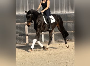 sangre caliente belga, Yegua, 9 años, 164 cm, Castaño oscuro
