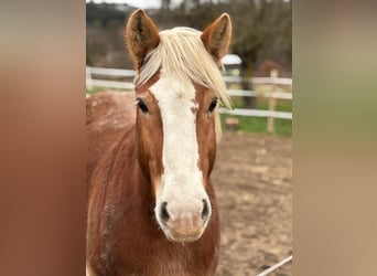 Sangre fría alemana renana, Caballo castrado, 10 años, 160 cm, Alazán