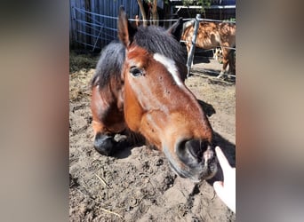Sangre fría alemana renana, Caballo castrado, 10 años, 174 cm, Castaño