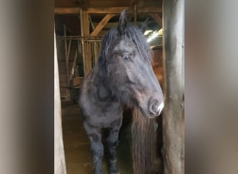 Sangre fría alemana renana, Caballo castrado, 2 años, Morcillo