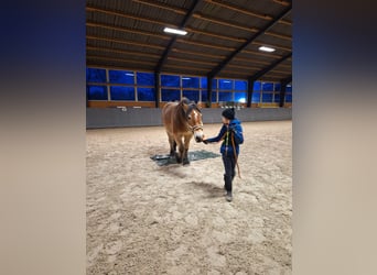 Sangre fría alemana renana, Caballo castrado, 3 años, 165 cm, Castaño