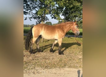 Sangre fría alemana renana, Caballo castrado, 3 años, 165 cm, Castaño