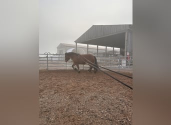 Sangre fría alemana renana, Caballo castrado, 5 años, 166 cm, Castaño