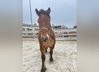 Sangre fría alemana renana, Caballo castrado, 5 años, 166 cm, Castaño