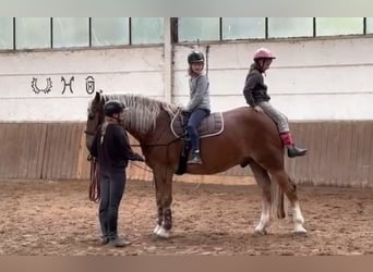 Sangre fría alemana renana, Caballo castrado, 5 años, 169 cm, Alazán-tostado