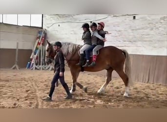 Sangre fría alemana renana, Caballo castrado, 5 años, 169 cm, Alazán-tostado