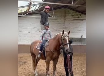 Sangre fría alemana renana, Caballo castrado, 5 años, 169 cm, Alazán-tostado