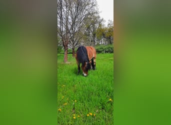 Sangre fría alemana renana, Caballo castrado, 5 años, 172 cm, Castaño claro