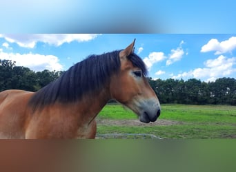 Sangre fría alemana renana, Caballo castrado, 5 años, 172 cm, Castaño claro