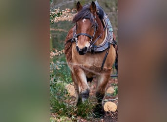 Sangre fría alemana renana, Caballo castrado, 8 años, 162 cm, Castaño
