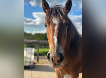 Sangre fría alemana renana, Semental, 1 año, Castaño oscuro