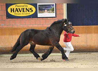 Sangre fría alemana renana, Semental, 3 años, 162 cm, Castaño oscuro