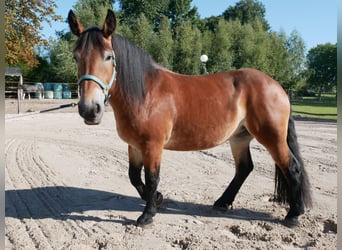 Sangre fría alemana renana, Yegua, 3 años, 155 cm, Castaño