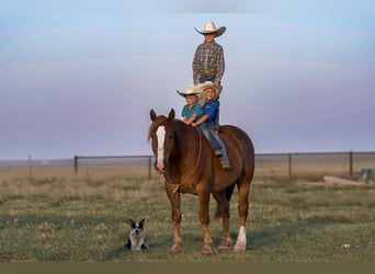 Sangre fría belga Mestizo, Caballo castrado, 10 años, 157 cm, Alazán rojizo