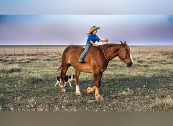 Sangre fría belga Mestizo, Caballo castrado, 10 años, 157 cm, Alazán rojizo