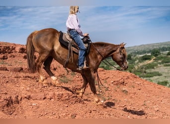 Sangre fría belga Mestizo, Caballo castrado, 10 años, 157 cm, Alazán rojizo