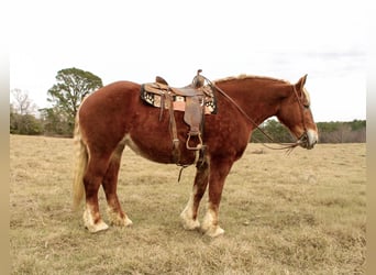 Sangre fría belga, Caballo castrado, 10 años, Alazán-tostado
