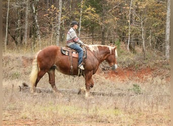 Sangre fría belga, Caballo castrado, 10 años, Alazán-tostado