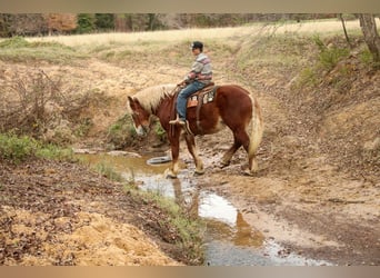 Sangre fría belga, Caballo castrado, 10 años, Alazán-tostado