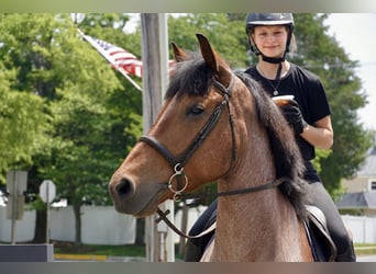 Sangre fría belga Mestizo, Caballo castrado, 11 años, Ruano alazán