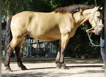 Sangre fría belga, Caballo castrado, 12 años, 166 cm, Bayo