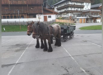 Sangre fría belga, Caballo castrado, 12 años, 170 cm