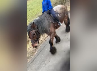 Sangre fría belga, Caballo castrado, 12 años, 170 cm