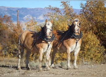 Sangre fría belga Mestizo, Caballo castrado, 13 años, 152 cm, Alazán rojizo
