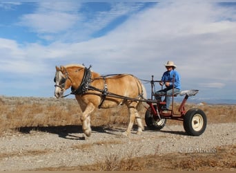 Sangre fría belga Mestizo, Caballo castrado, 13 años, 152 cm, Alazán rojizo