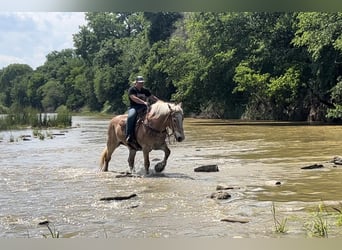 Sangre fría belga, Caballo castrado, 13 años, 157 cm, Alazán rojizo